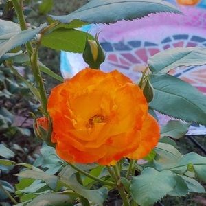 Meet your Posher, Kelly